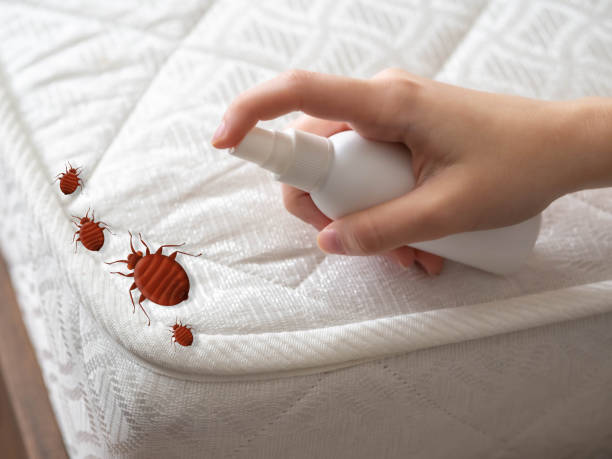 Flea Control Services in Blue Mountain, MS