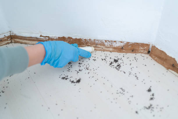 Best Wasp Removal Services  in Blue Mountain, MS